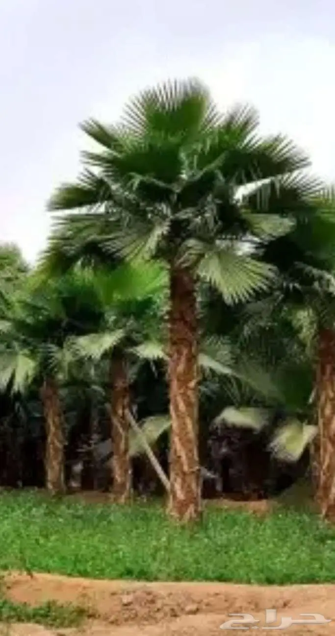 نخل واشنطني 0