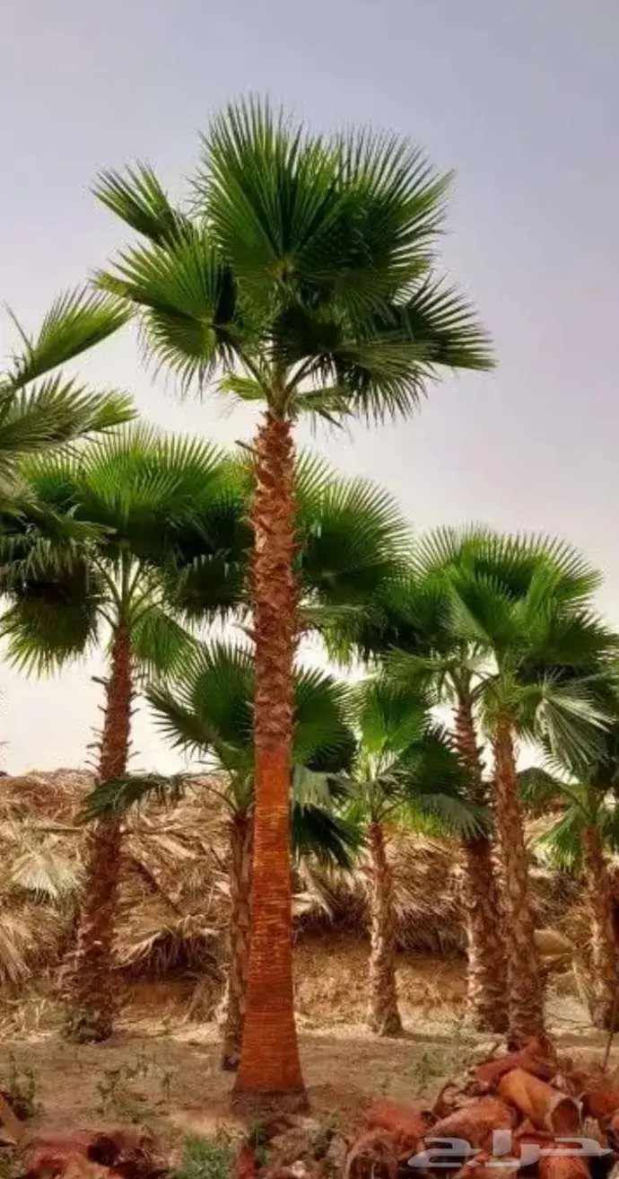 نخل واشنطني 2