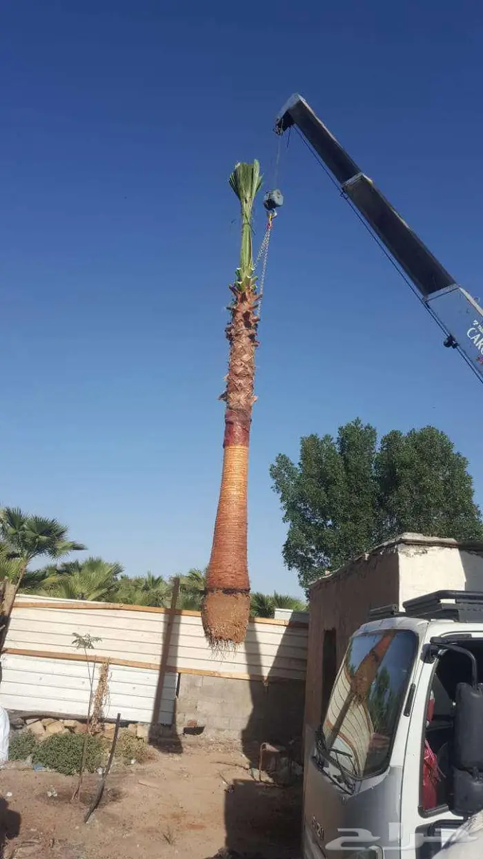 نخل واشنطني واشنطونيا امريكي 0
