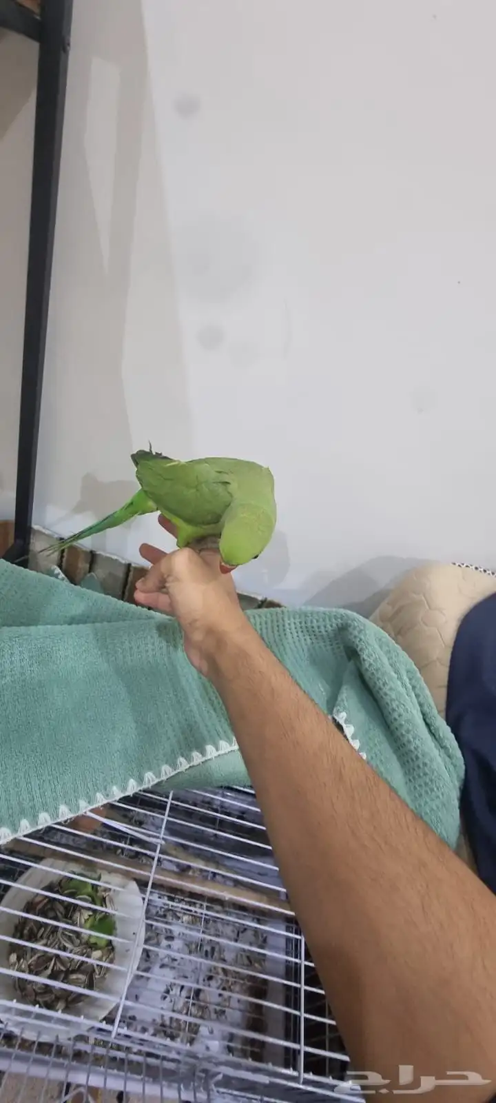 لعوب مرررة ويتكلم ويستمع 2