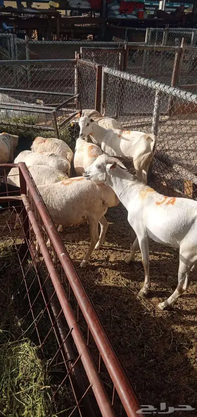 بربري وتيوس صومالي تربيه شهرين 2