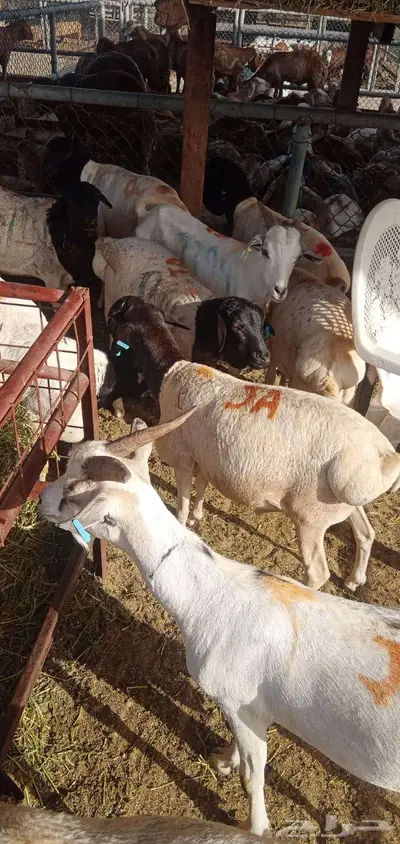 بربري وتيوس صومالي تربيه شهرين 3