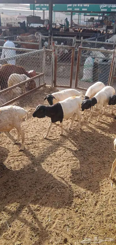 بربري وتيوس صومالي تربيه شهرين 5