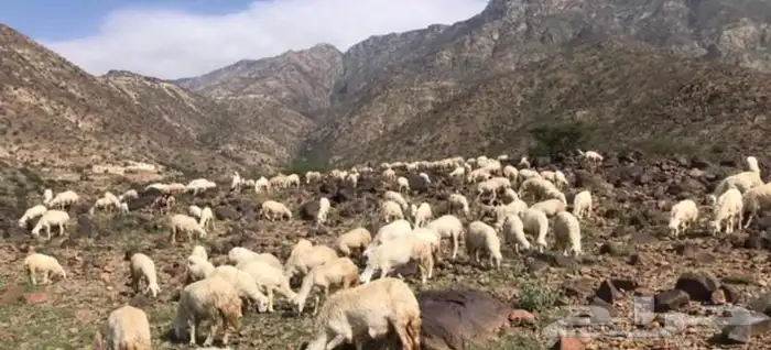 ذبايح خرفان حريات من غنم شهران مع السلخ والتوصيل 13