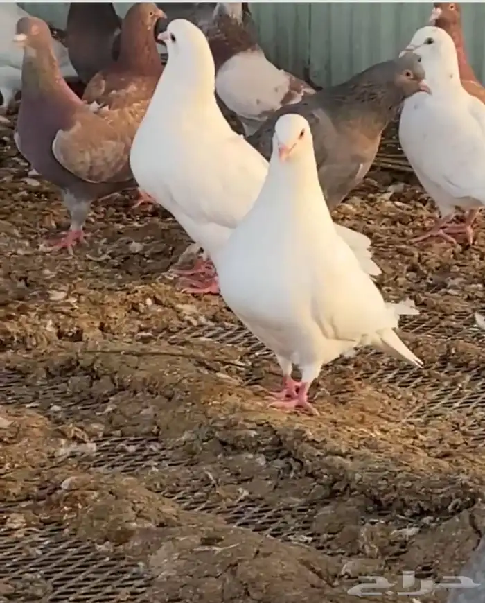 عشة حمام شرط إنتاج 1