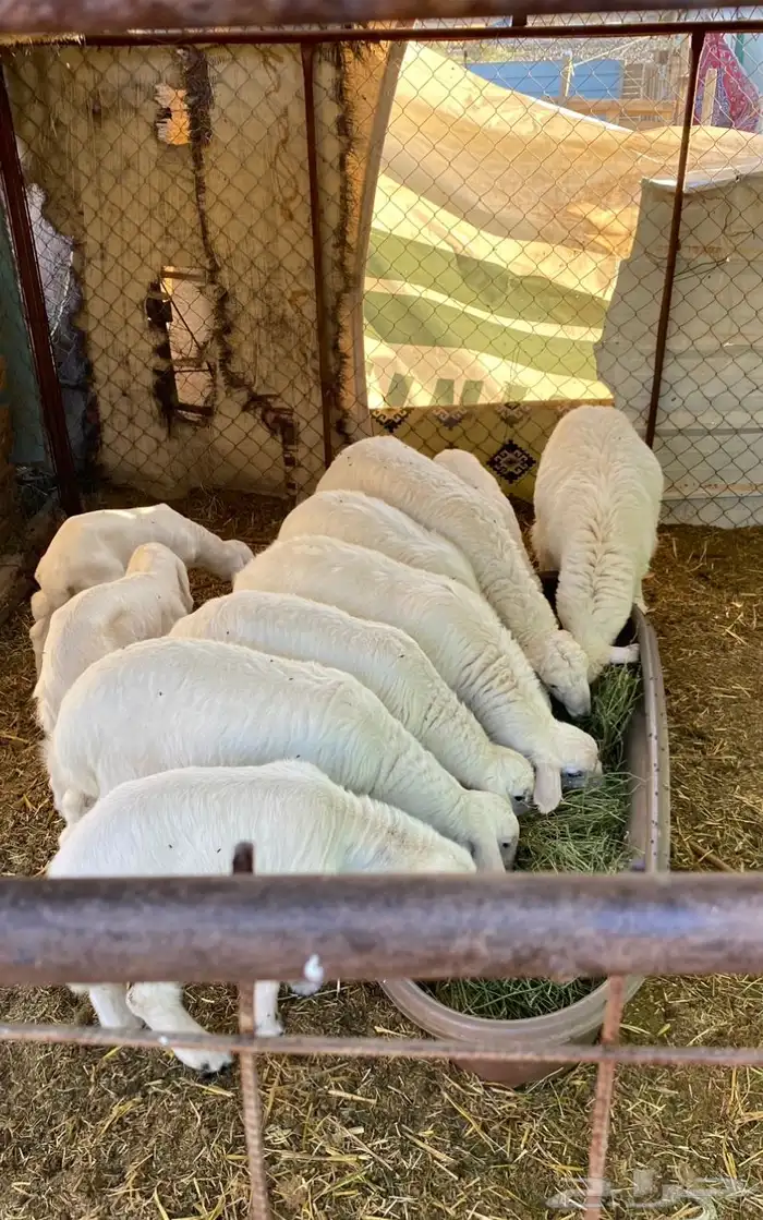 فحل حري طيب ( تم البيع ) 5