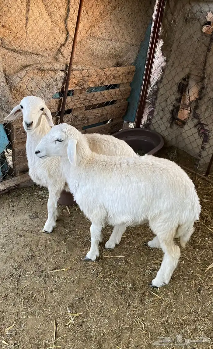 فحل حري طيب ( تم البيع ) 4