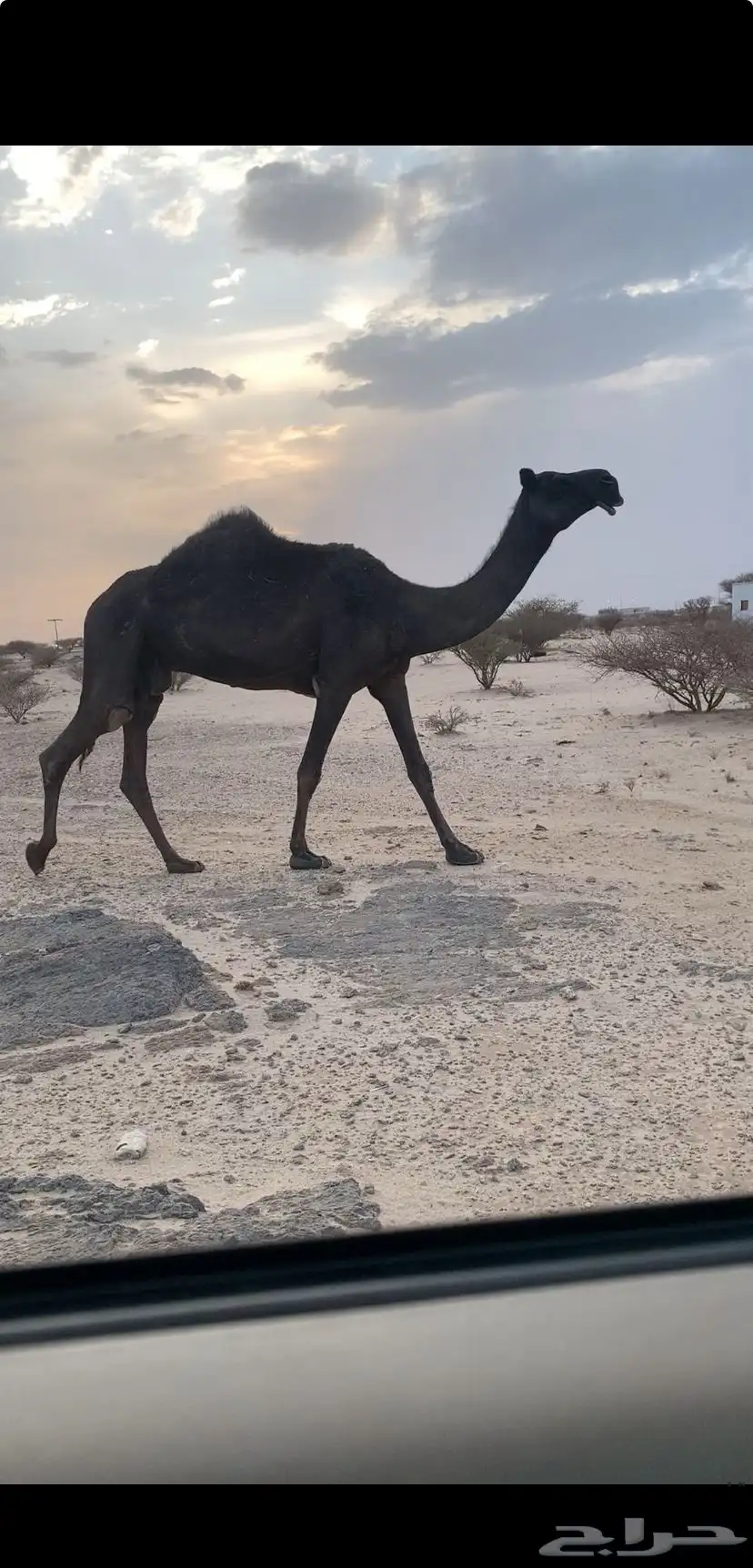 للبيع ضروبه طيبه جدا 0