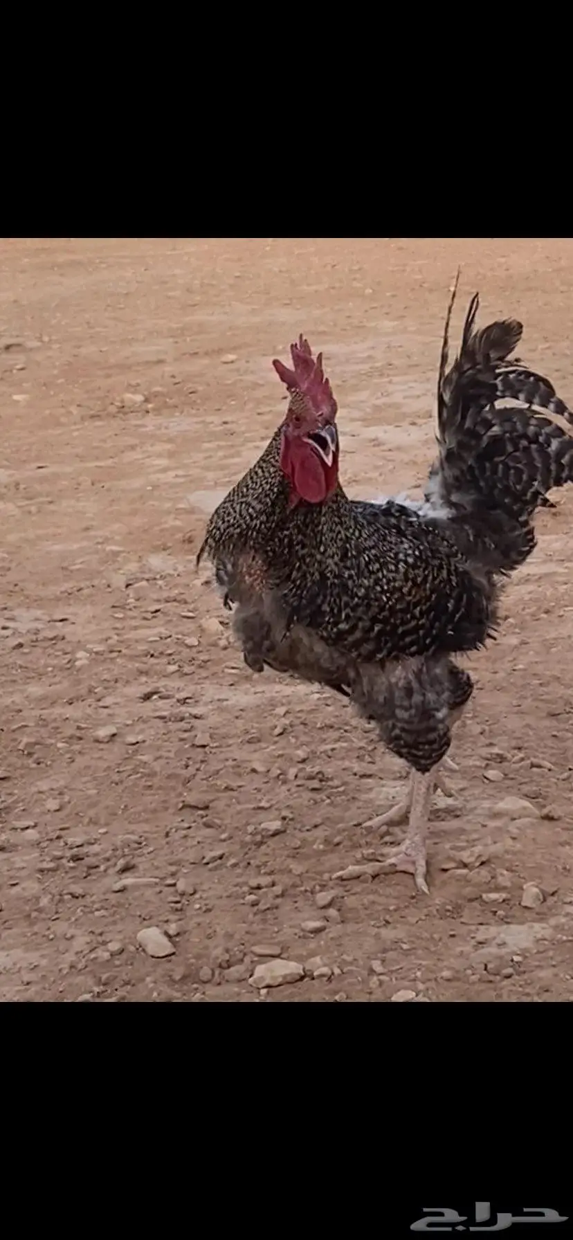ديك تركي جرم ولون. الخرج 3