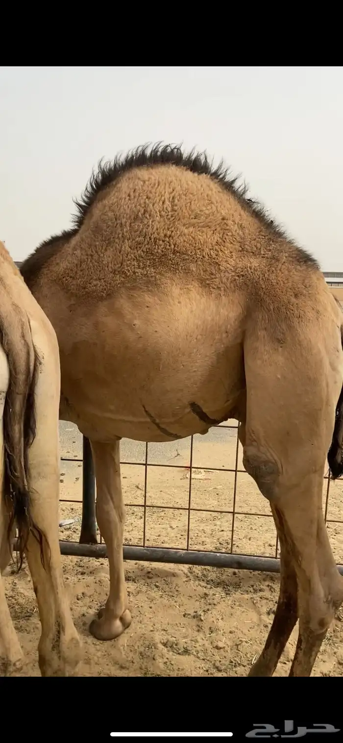 قعدان كفو للبيع تصلح زواجات ومبادي بسعر مناسب 26