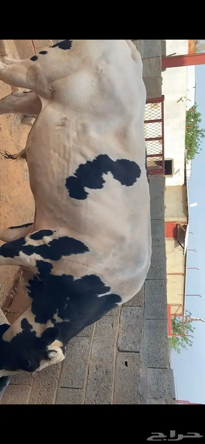 بقر للبيع 5
