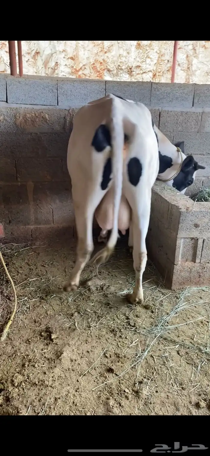 بقر للبيع 4
