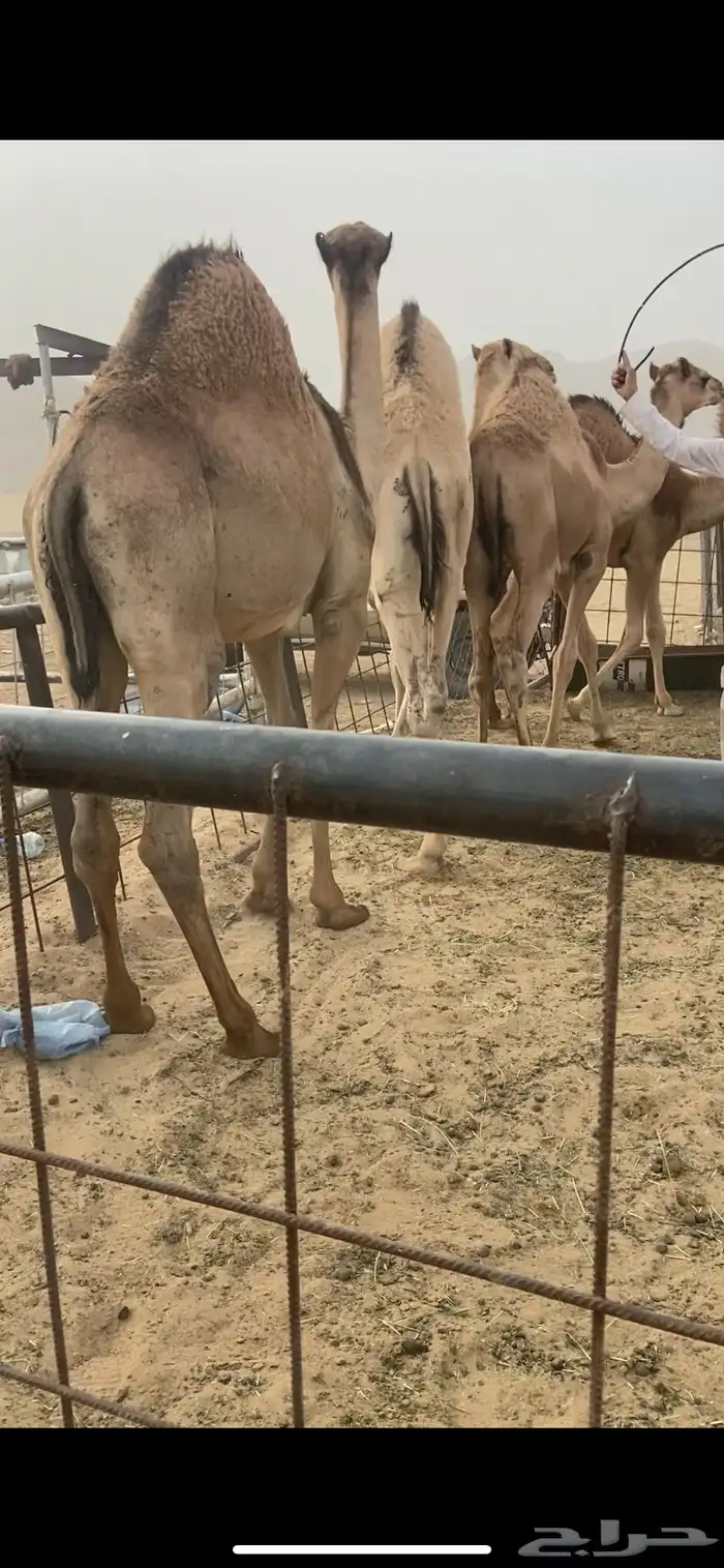 قعدان كفو للبيع تصلح زواجات ومبادي بسعر مناسب 23