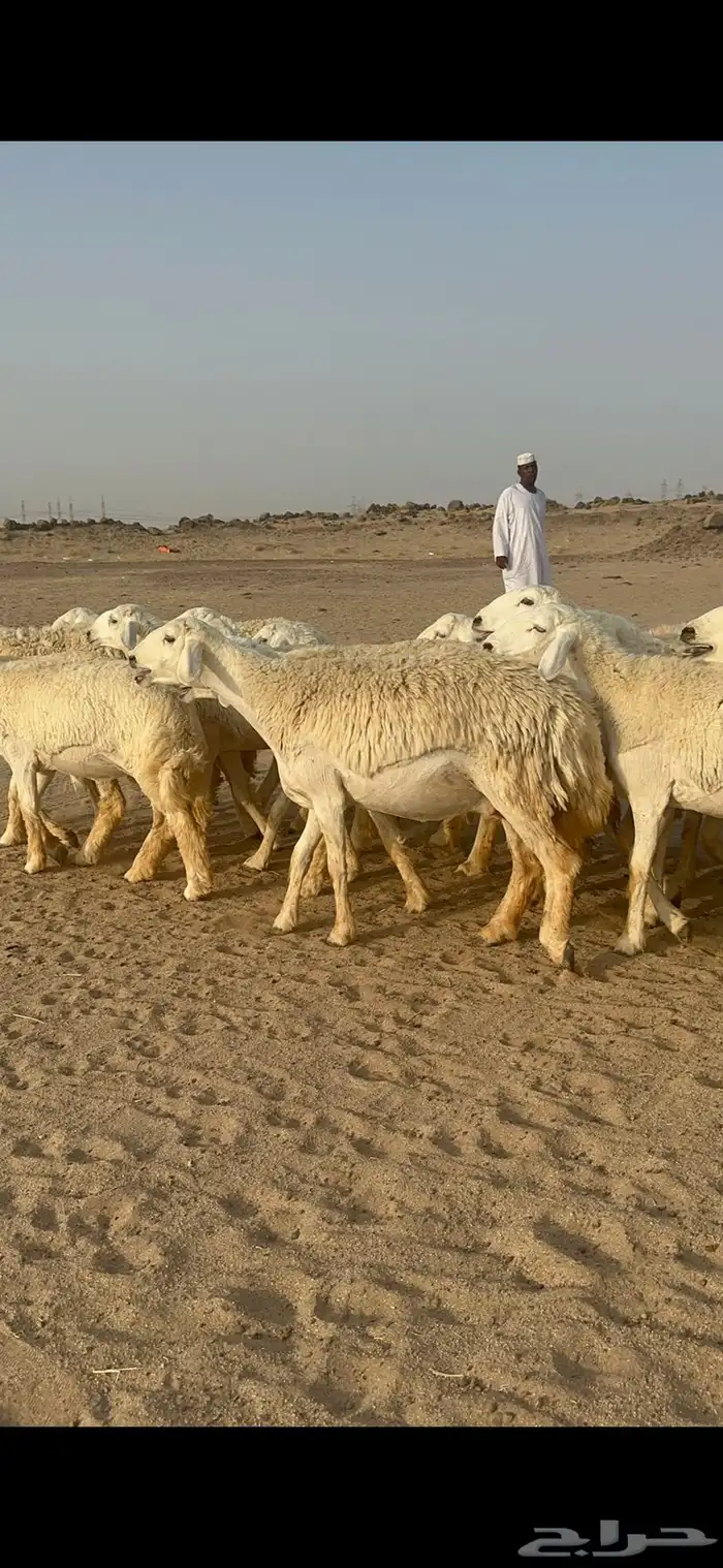 غنم حرية رخال منوة القناي مراح واحد 24