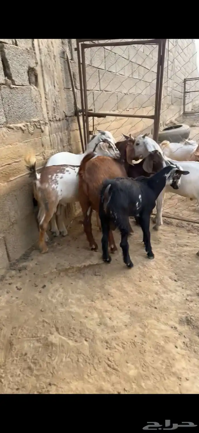 تيوس للبيع عدد 8 0