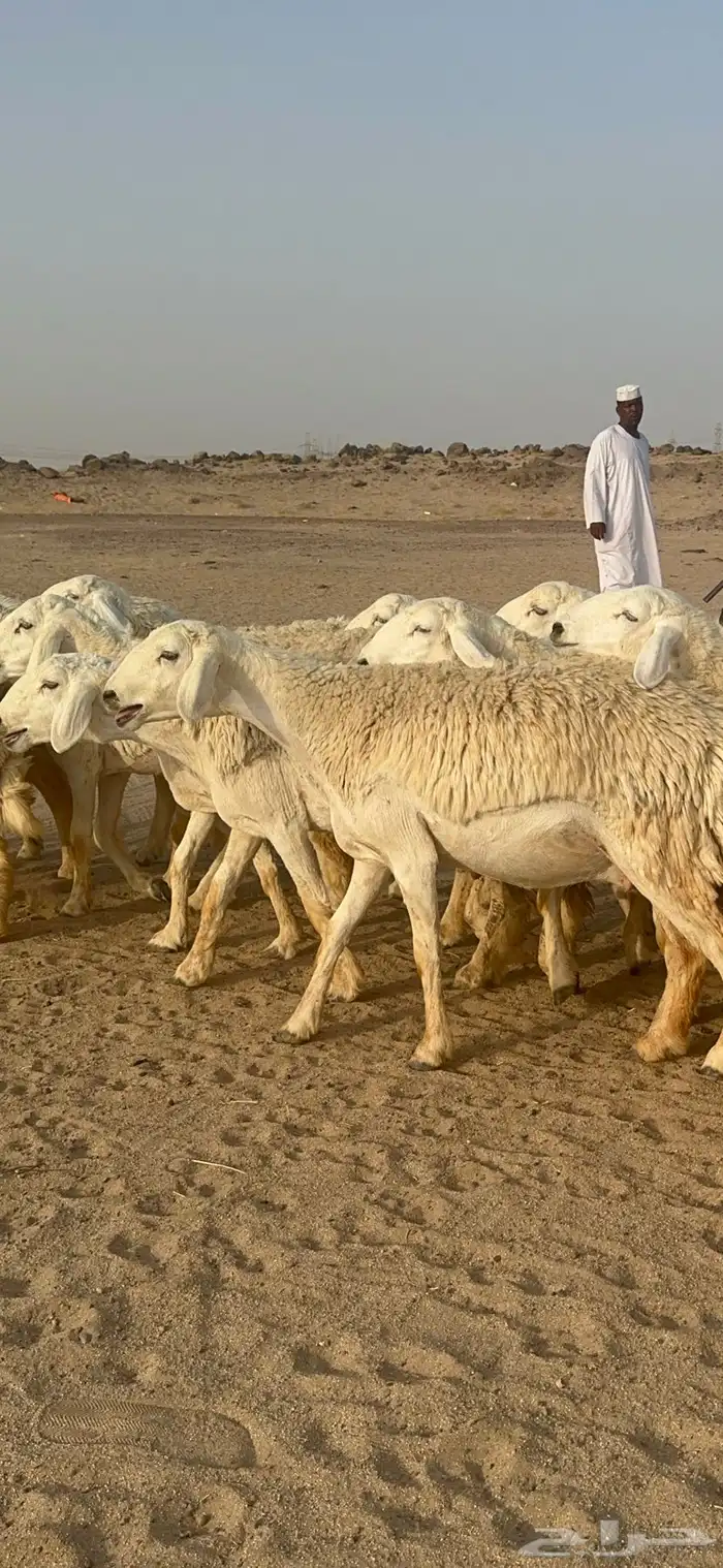 غنم حرية رخال منوة القناي مراح واحد 25