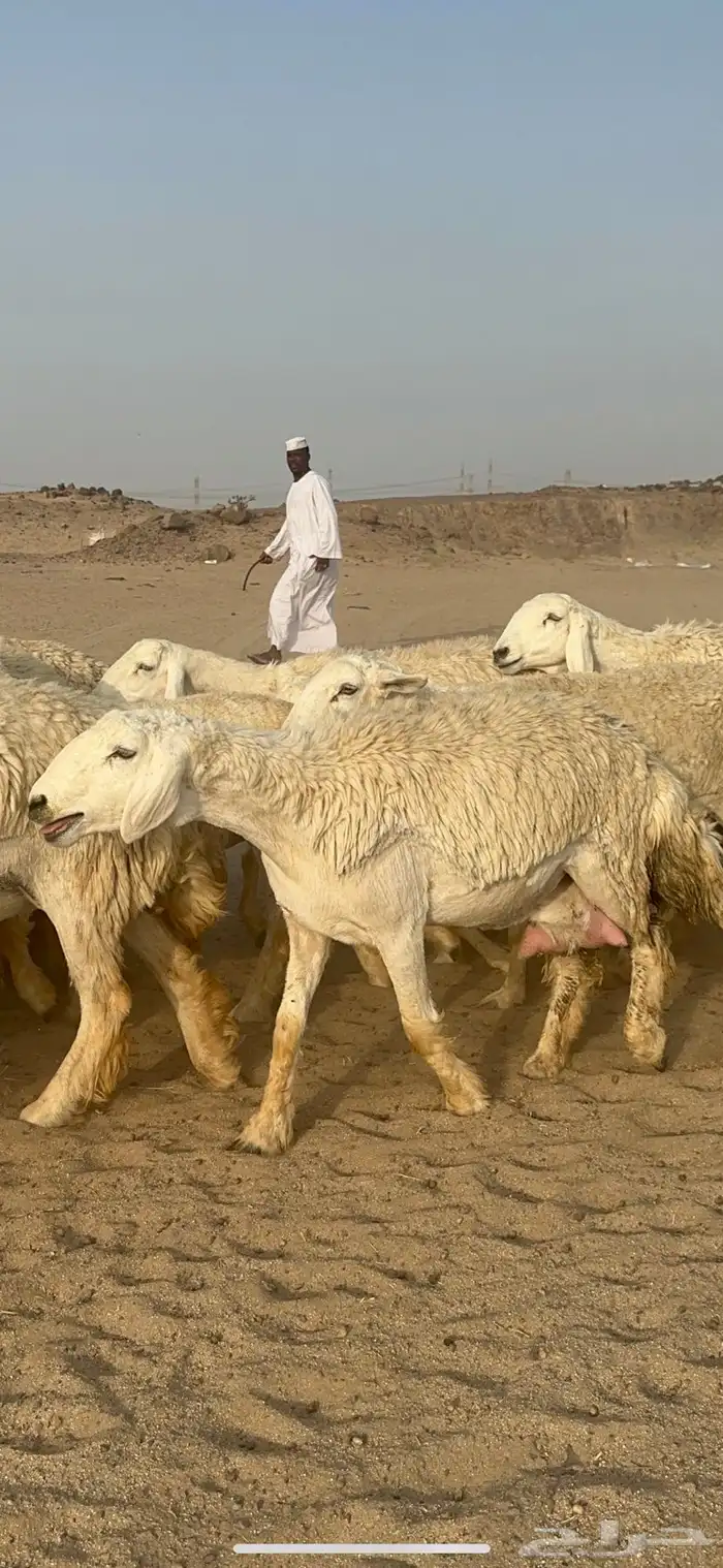 غنم حرية رخال منوة القناي مراح واحد 0