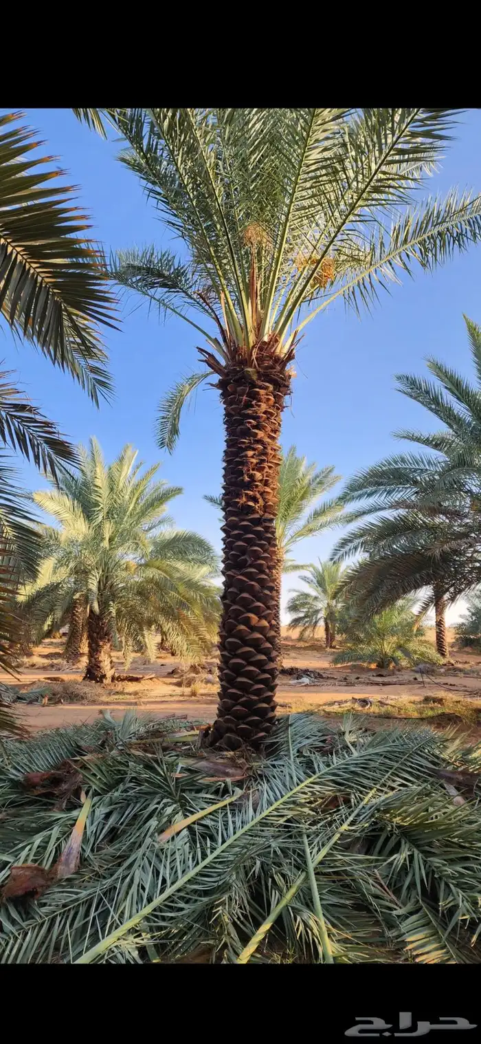 توريد وتركيب النخل والأشجار وتركيب الشبوك بجميع الأنواع في 27