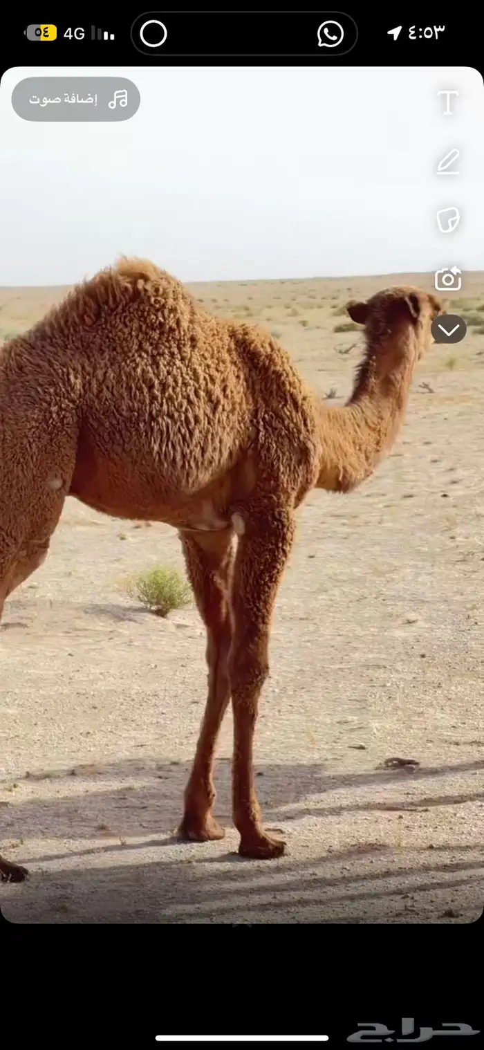 اثنين حشو لباني العمر خمس اشهور 0