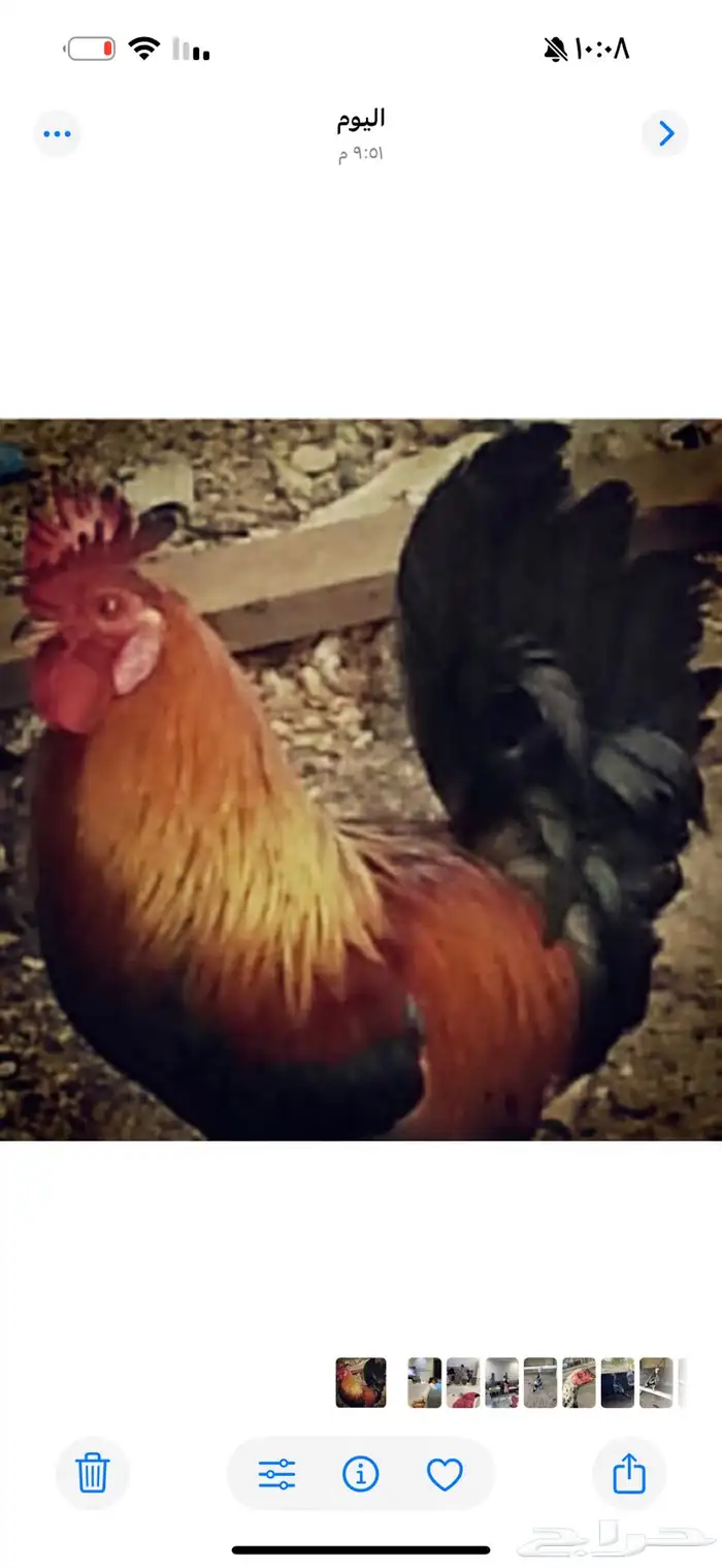 للبيع بيض دجاج عربي ترثه 0