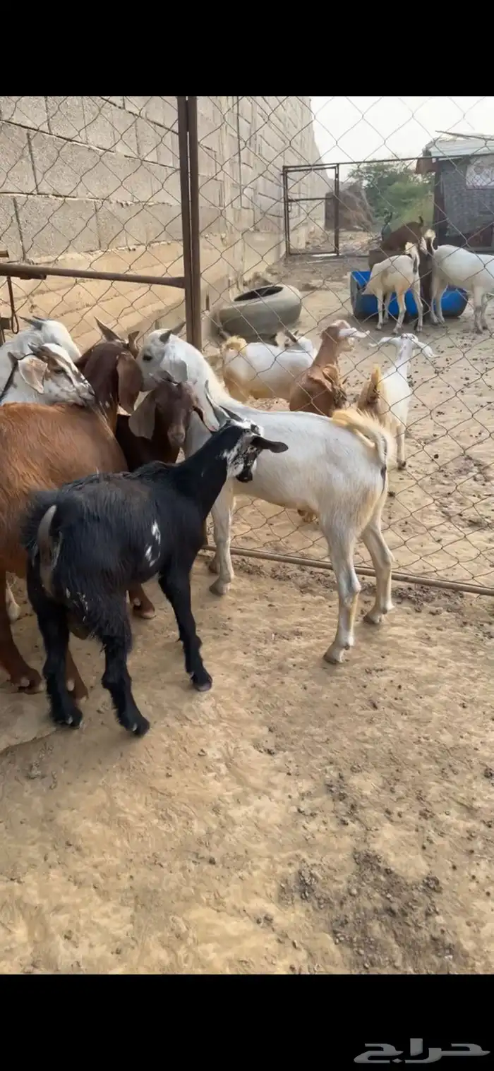تيوس للبيع عدد 8 5