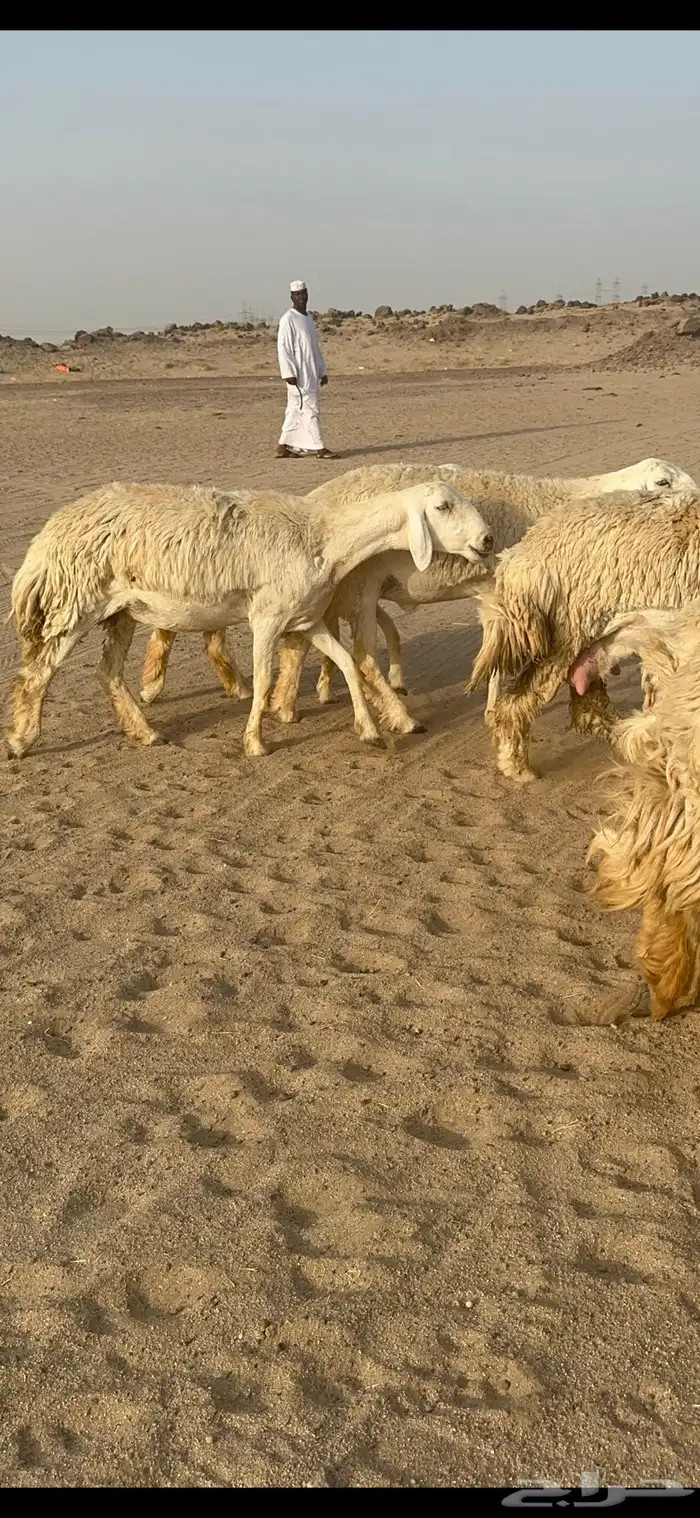 غنم حرية رخال منوة القناي مراح واحد 8