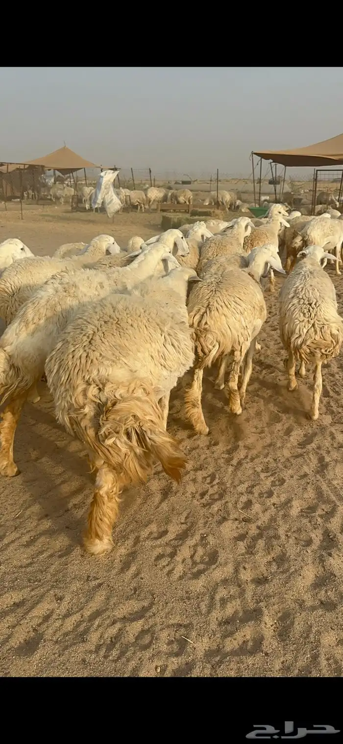 غنم حرية رخال منوة القناي مراح واحد 19