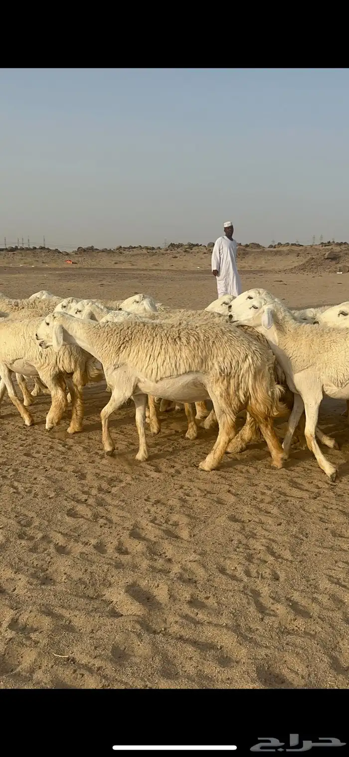 غنم حرية رخال منوة القناي مراح واحد 23