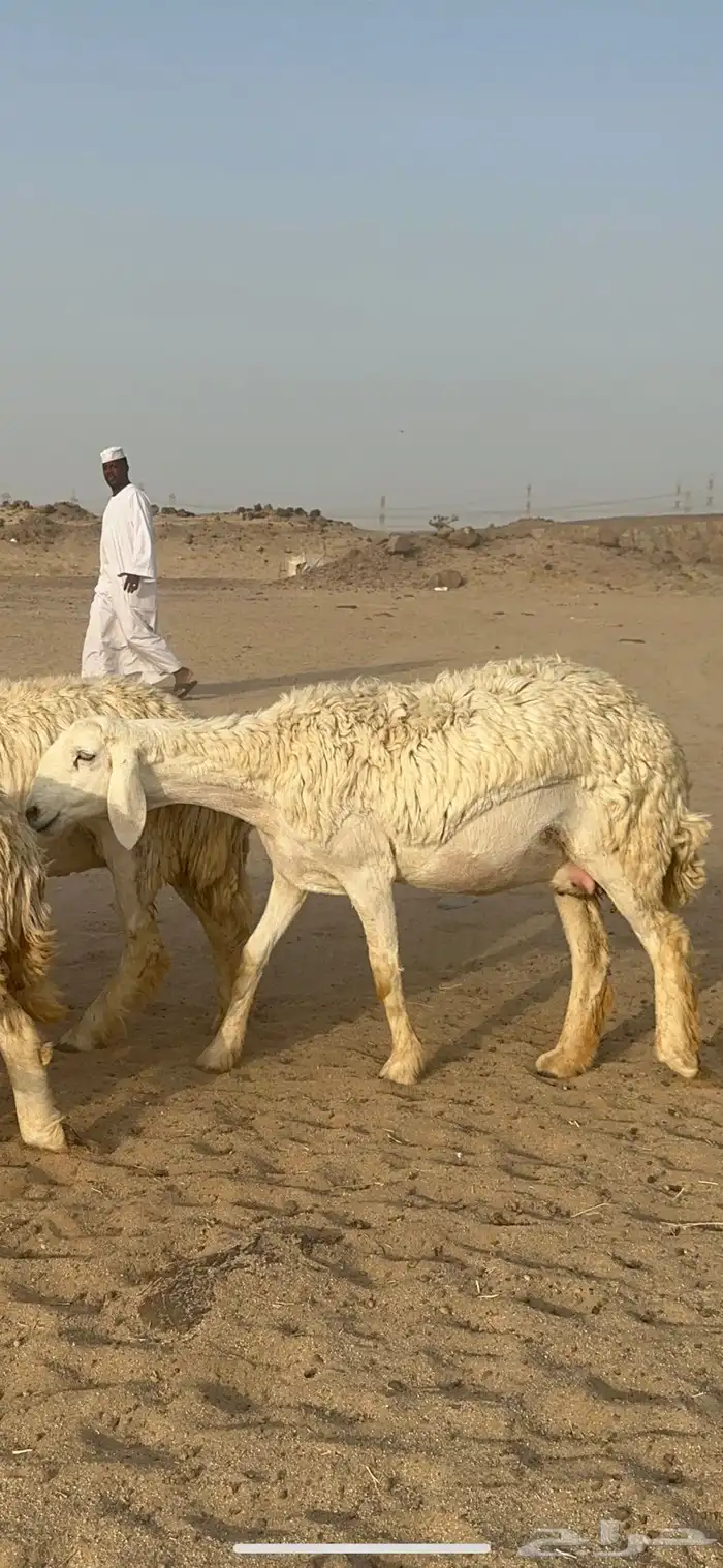 غنم حرية رخال منوة القناي مراح واحد 17