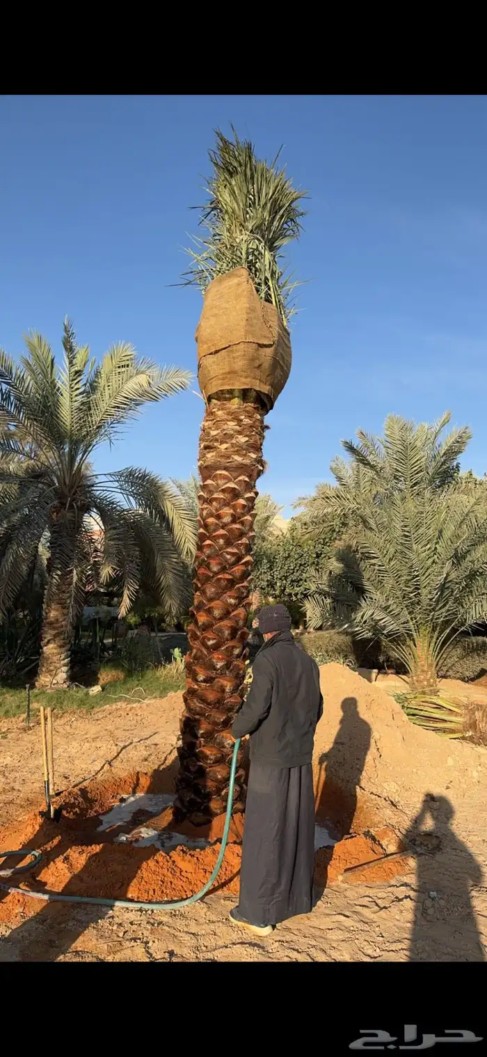 توريد وتركيب النخل والأشجار وتركيب الشبوك بجميع الأنواع في 25