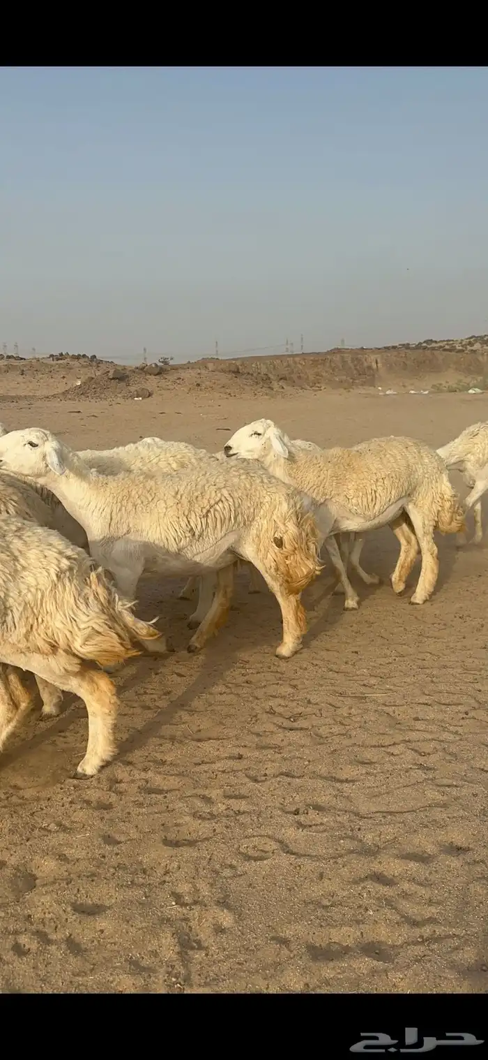 غنم حرية رخال منوة القناي مراح واحد 26