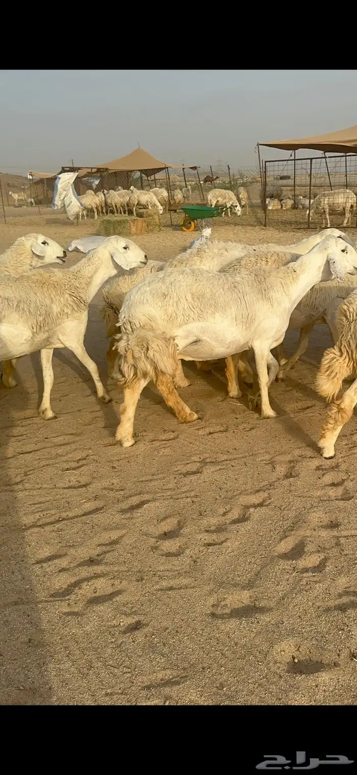 غنم حرية رخال منوة القناي مراح واحد 9