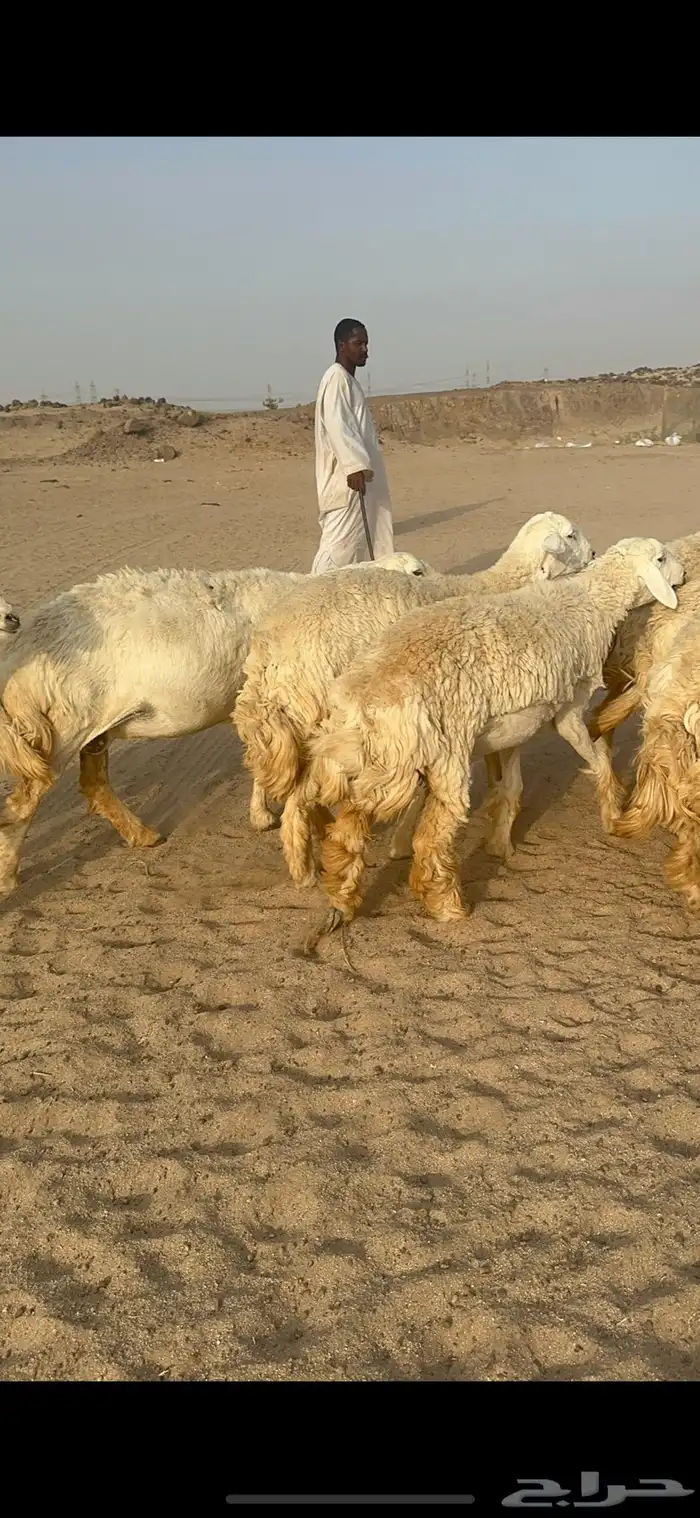 غنم حرية رخال منوة القناي مراح واحد 14