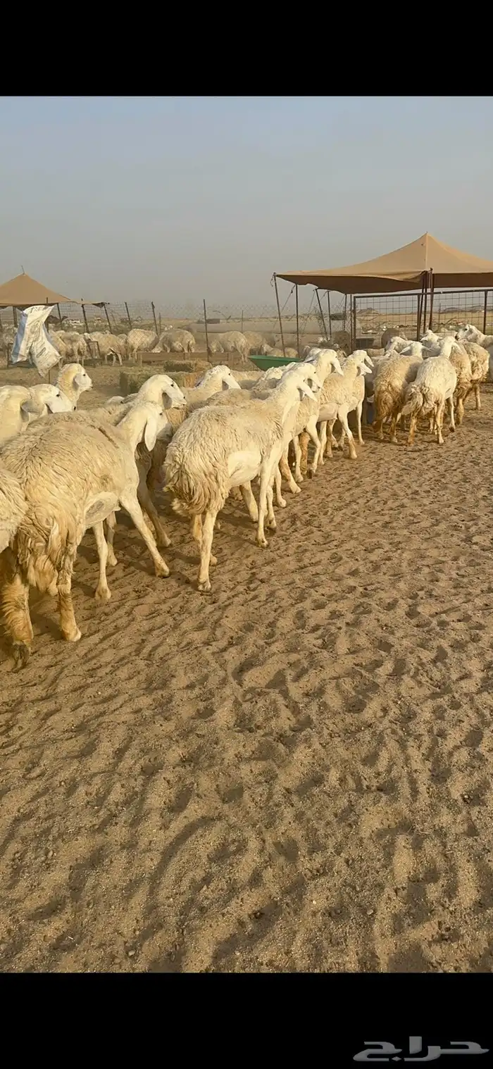 غنم حرية رخال منوة القناي مراح واحد 20