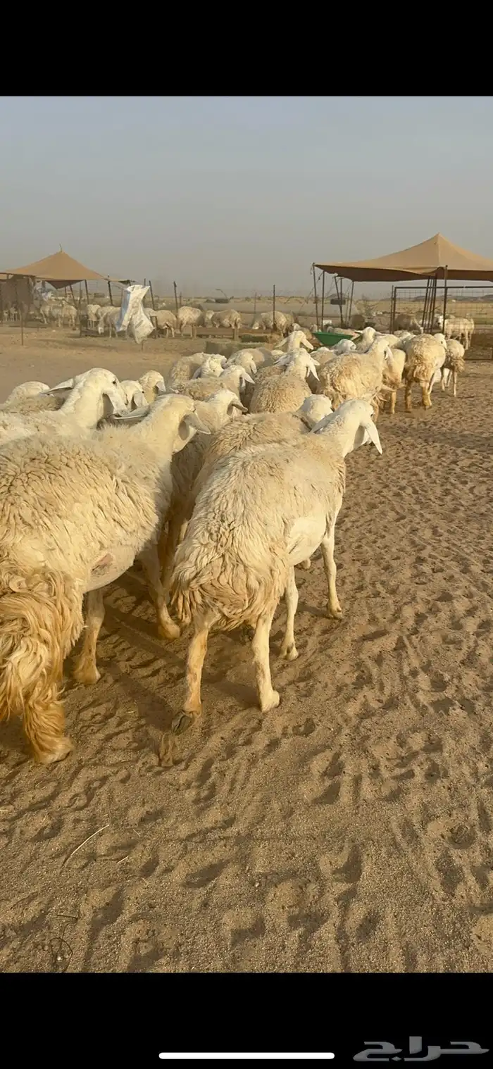 غنم حرية رخال منوة القناي مراح واحد 18