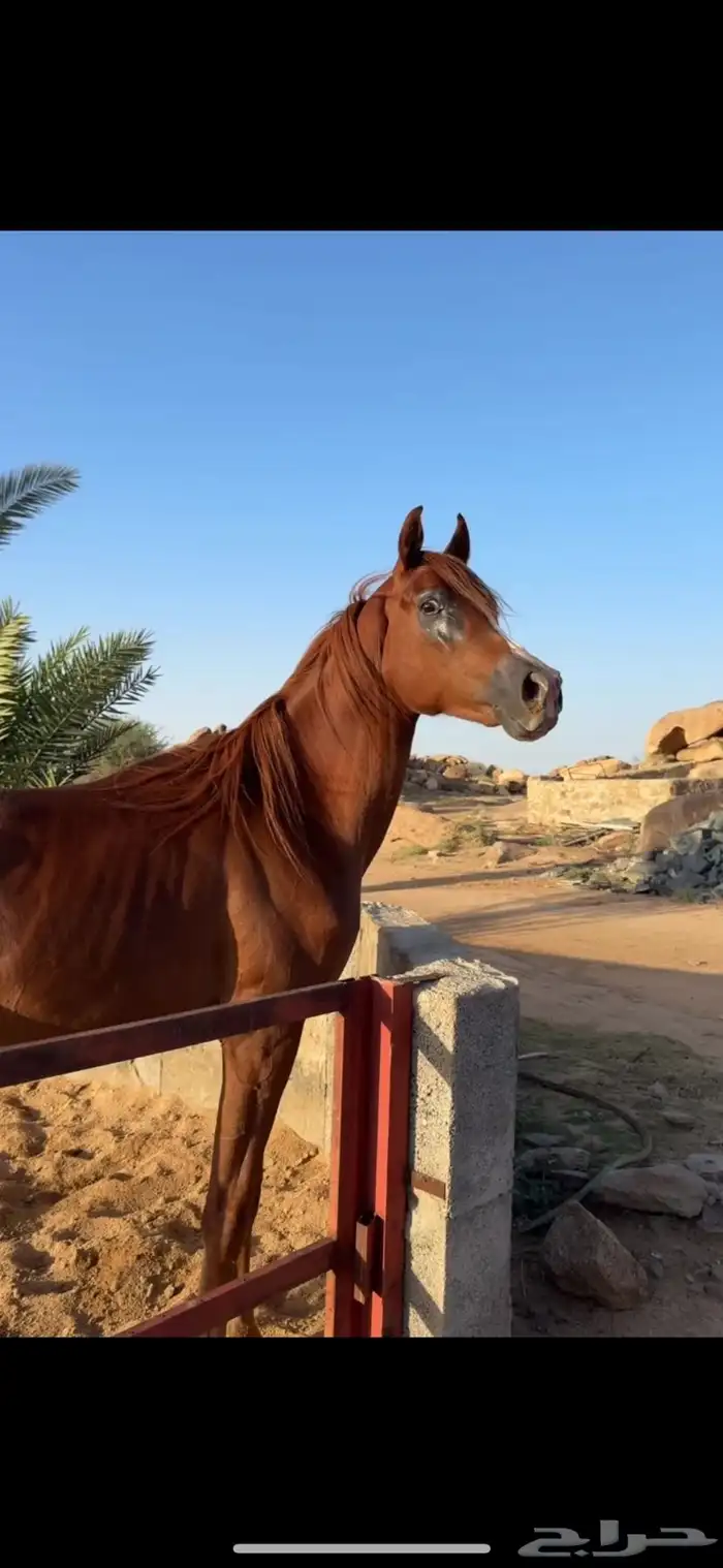 مهر شعبي بيع سوق واصل 1750 0