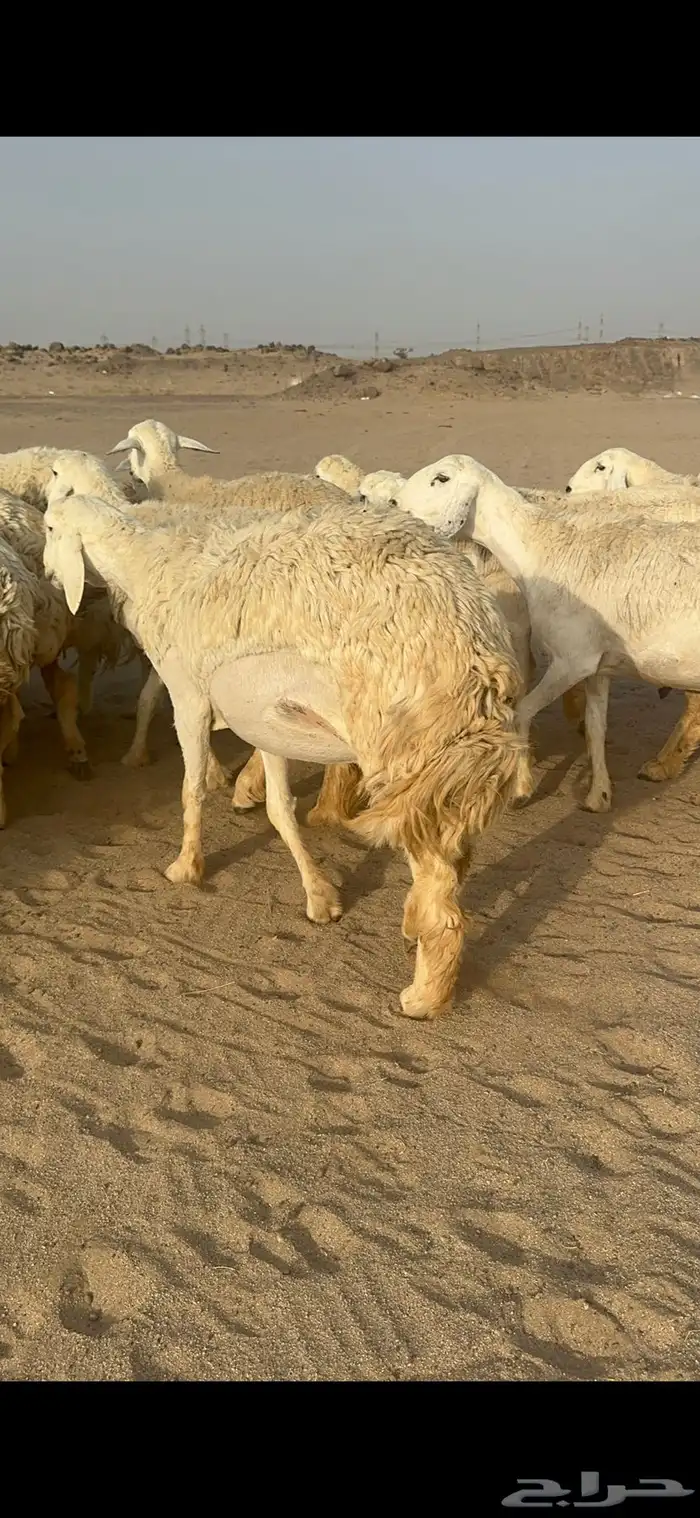 غنم حرية رخال منوة القناي مراح واحد 5