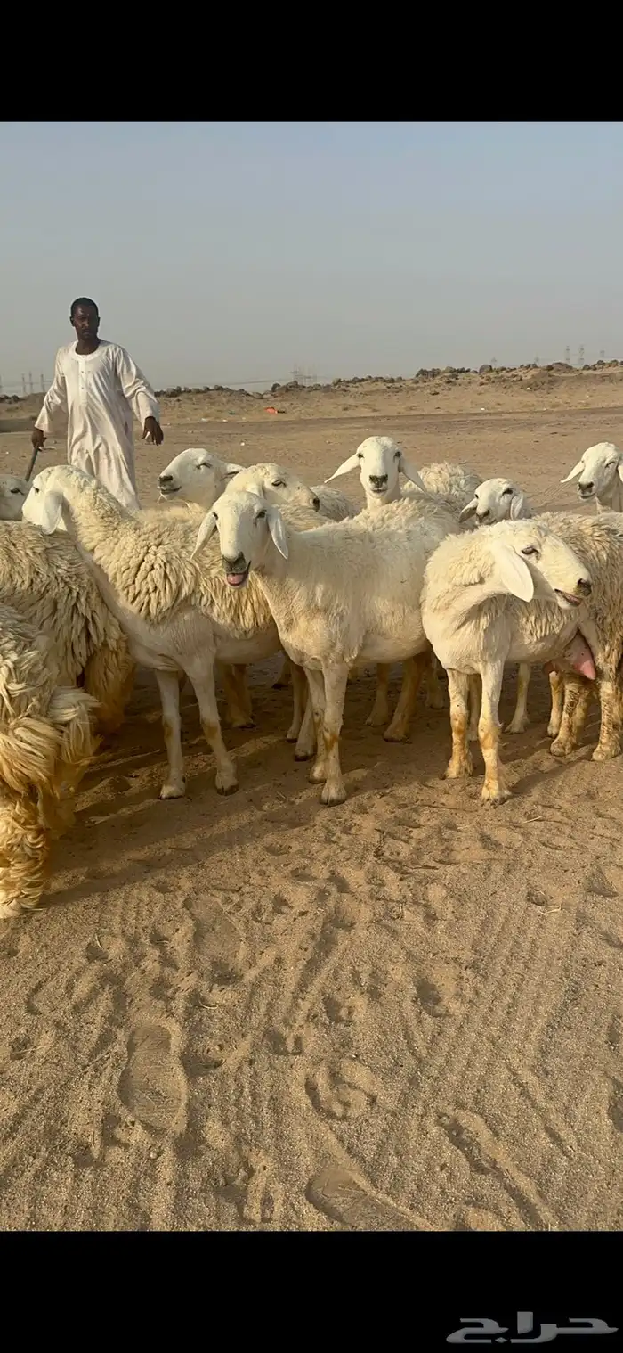 غنم حرية رخال منوة القناي مراح واحد 12