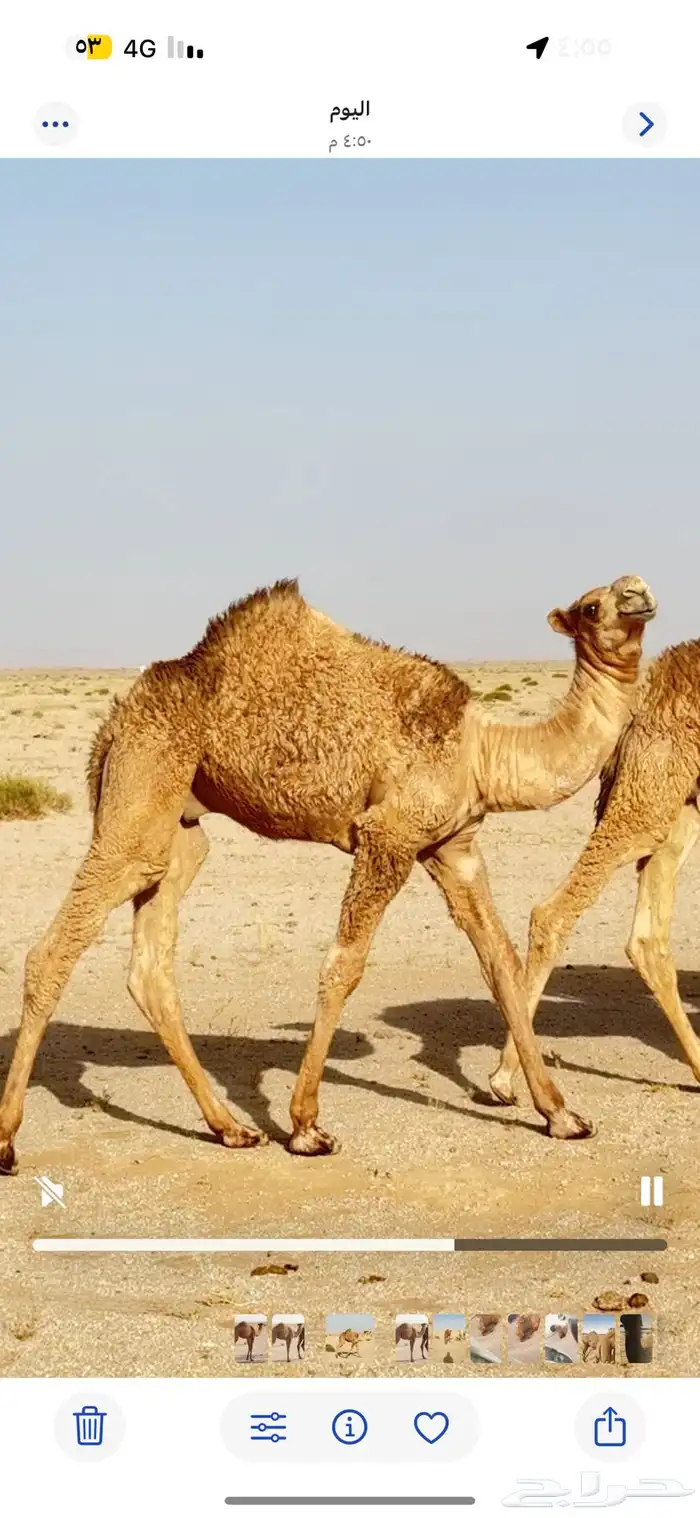 اثنين حشو لباني العمر خمس اشهور 1