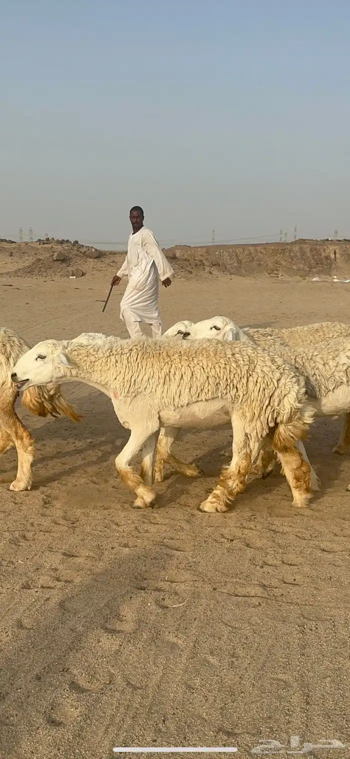 غنم حرية رخال منوة القناي مراح واحد 10