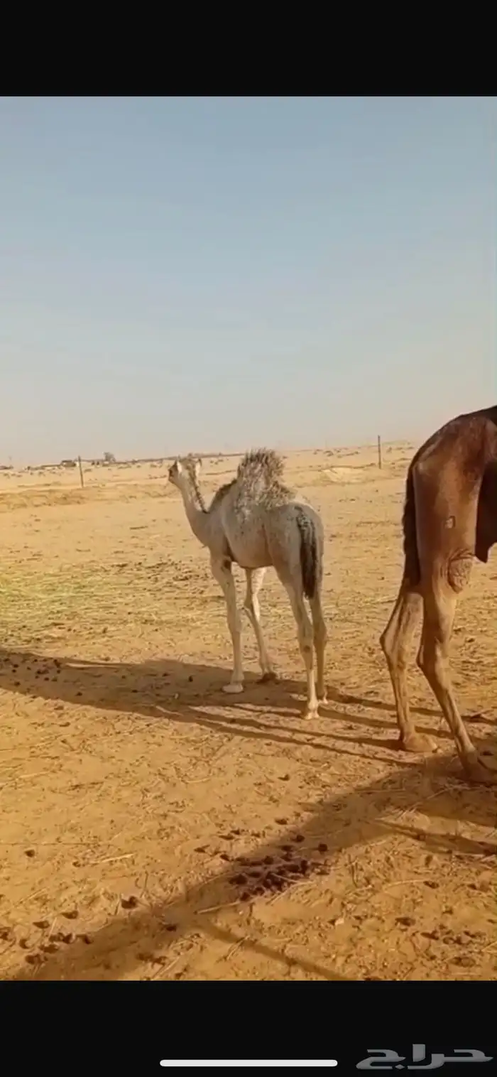سلام عليكم ورحمه الله وبركاته 1