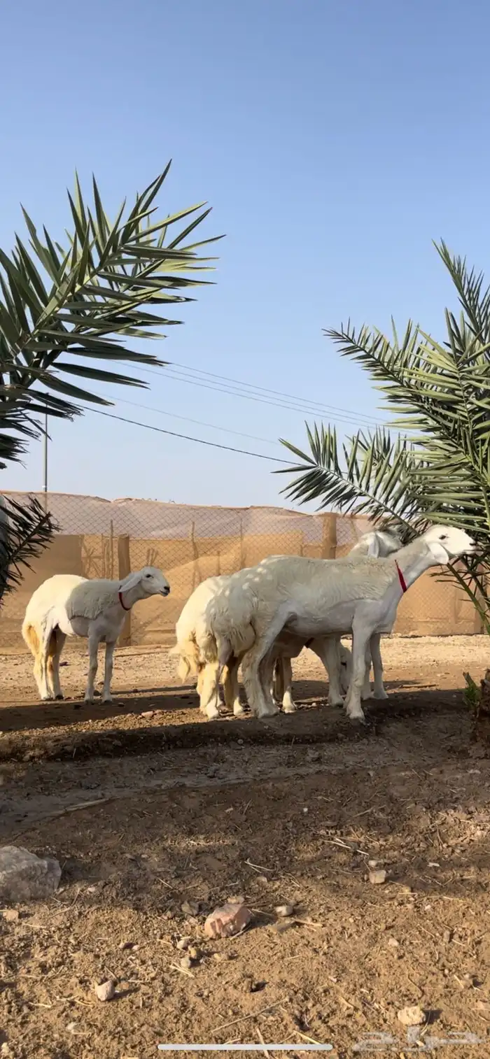 رخال صف الصنف ( تم البيع ) 0
