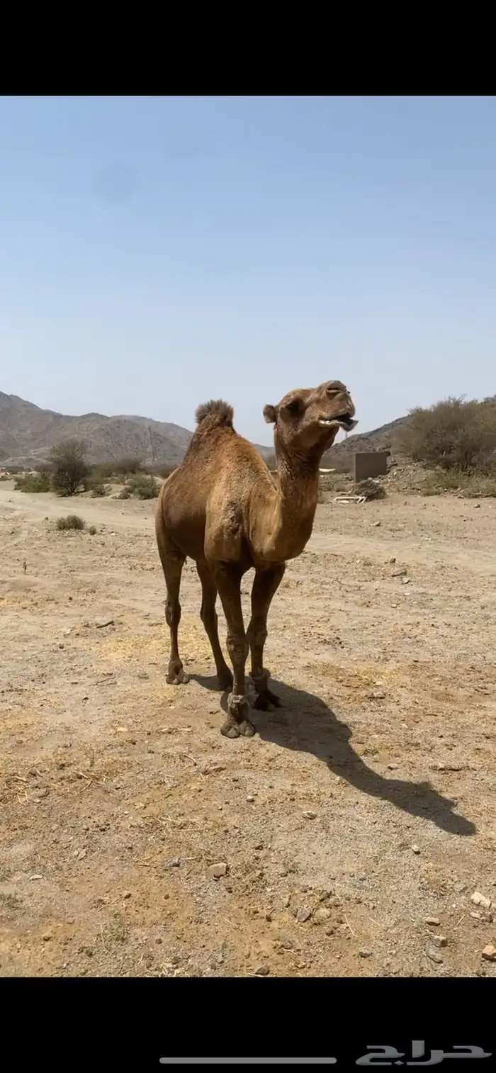 بعير حمر ساحلي ساسه مريري 1