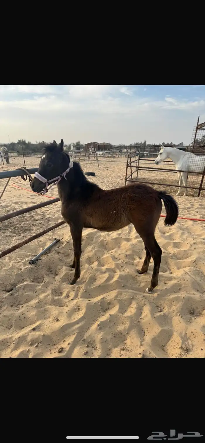 مهر شعبي 1