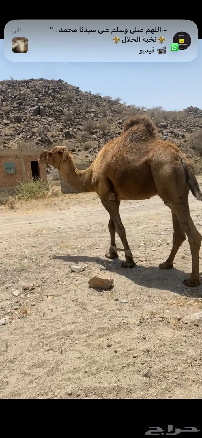 بعير حمر ساحلي ساسه مريري 2