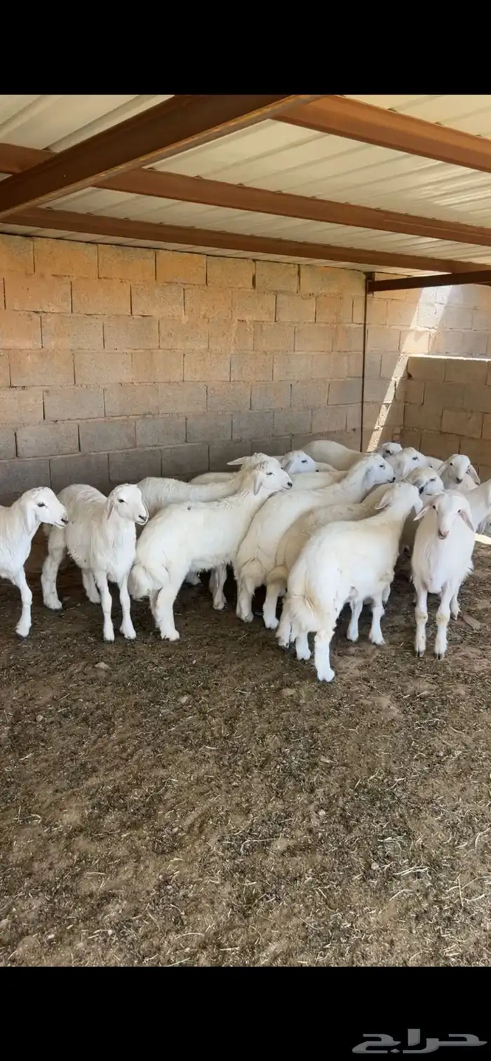 خرفان طيبه السويرقية ( تم البيع ) 0