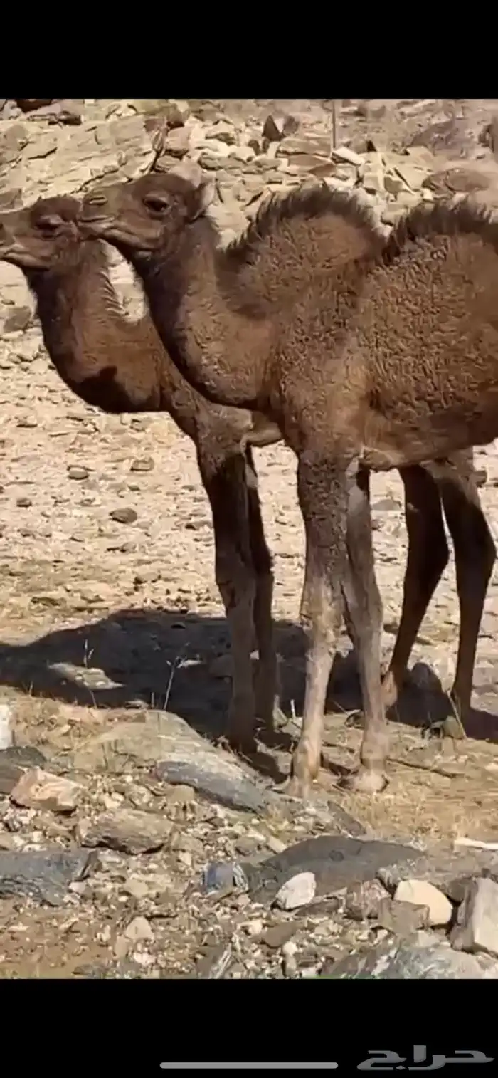 بعير حمر ساحلي ساسه مريري 4