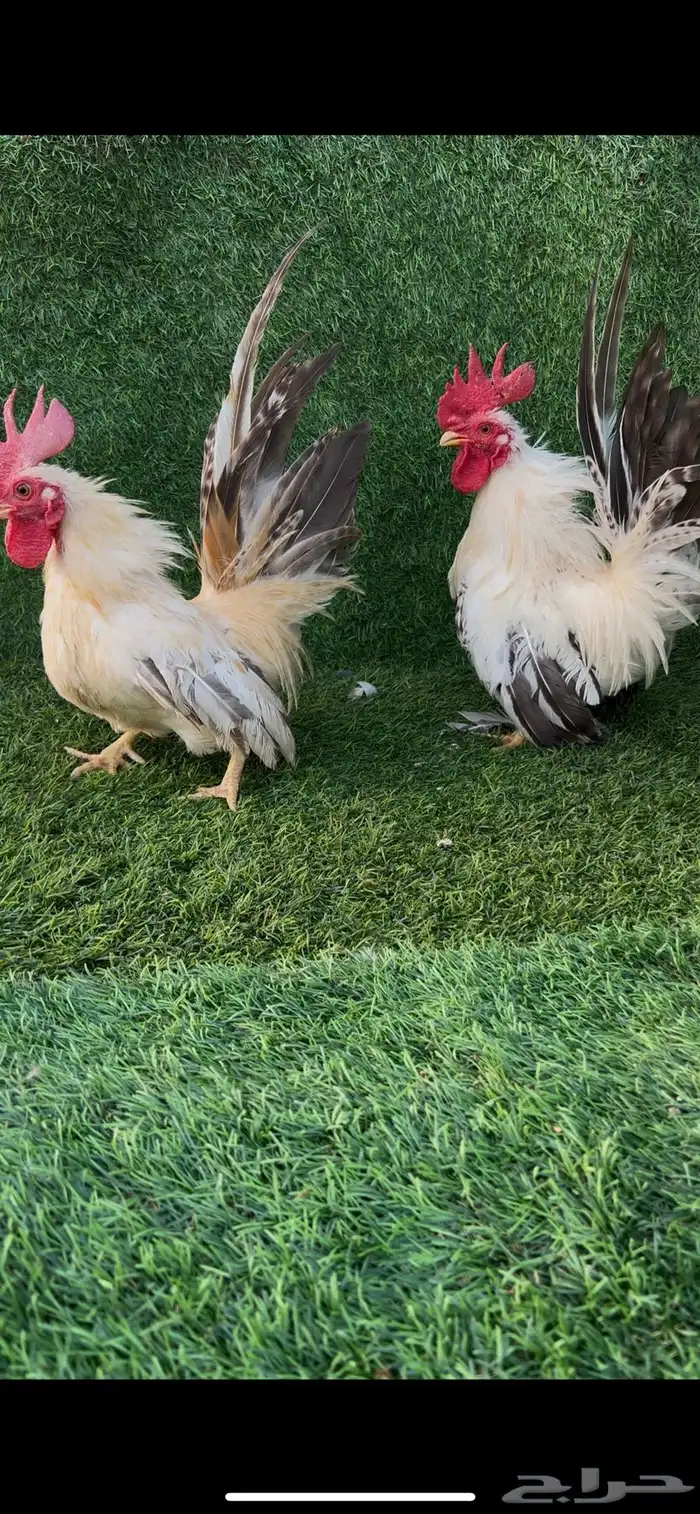 ديوك جبنيز اقزام 1