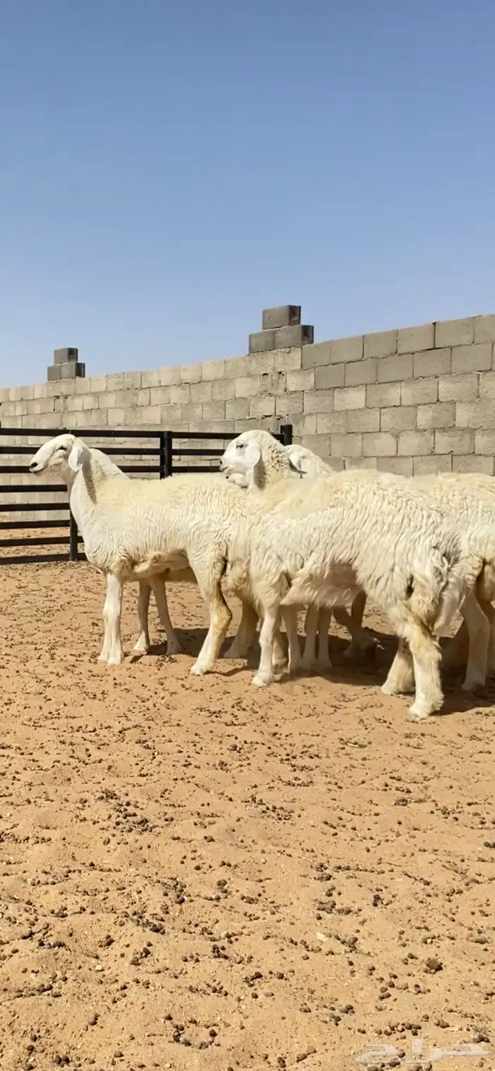 رخال حريات حرش صنف 10 راس( تم البيع ) 1