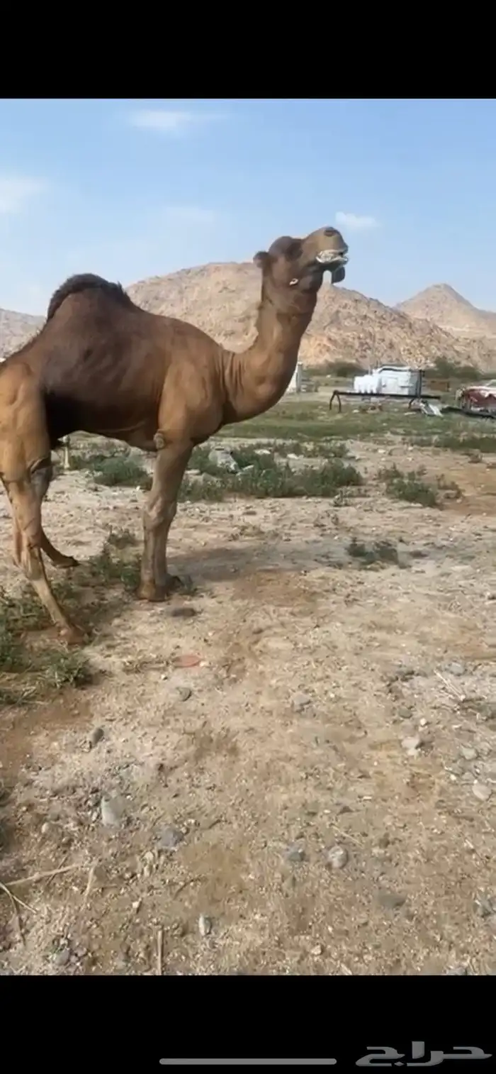 بعير حمر ساحلي ساسه مريري 3